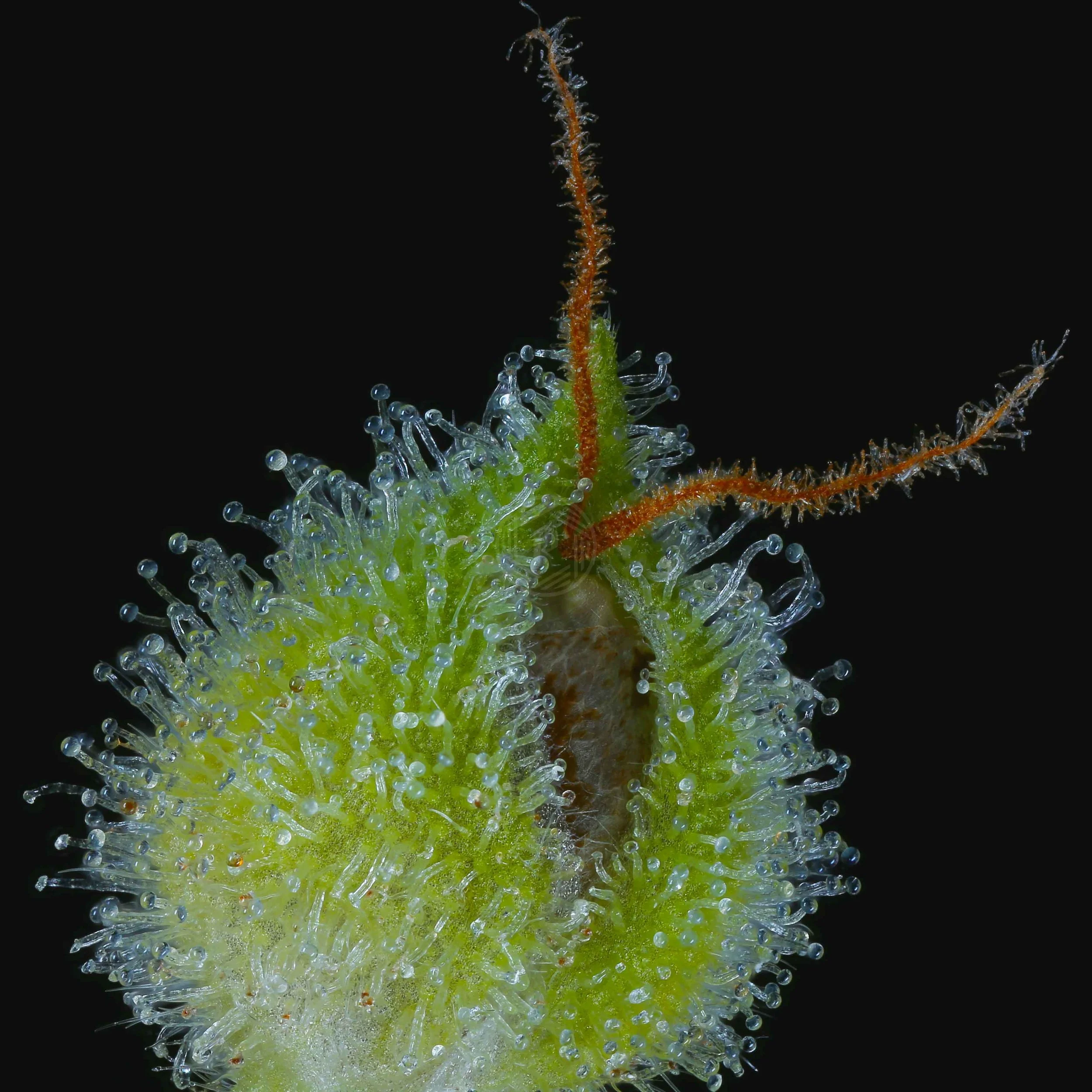 Relic Seeds